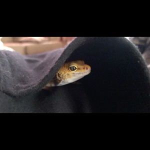 Meet your Posher, Levi